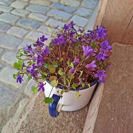 Kranich - Stilvolles Ferien-apartment Am Naturschutzgebiet Dosenmoor Negenharrie