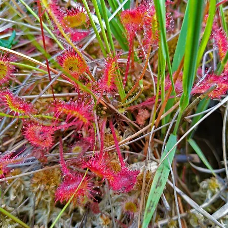 Kranich - Stilvolles Ferien-apartment Am Naturschutzgebiet Dosenmoor דירה Negenharrie